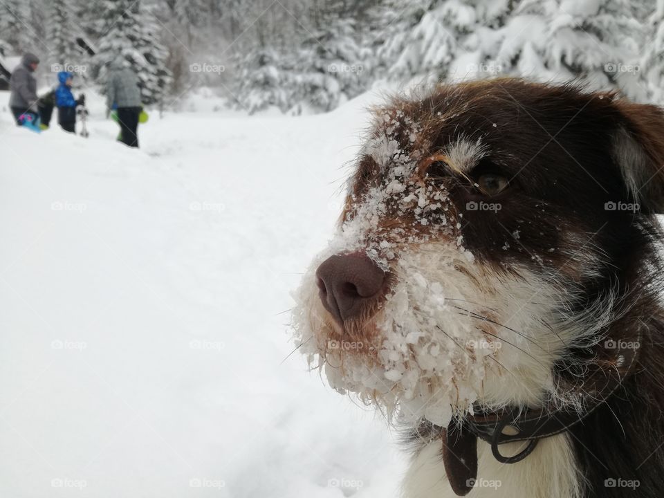 Cute dog in the snow