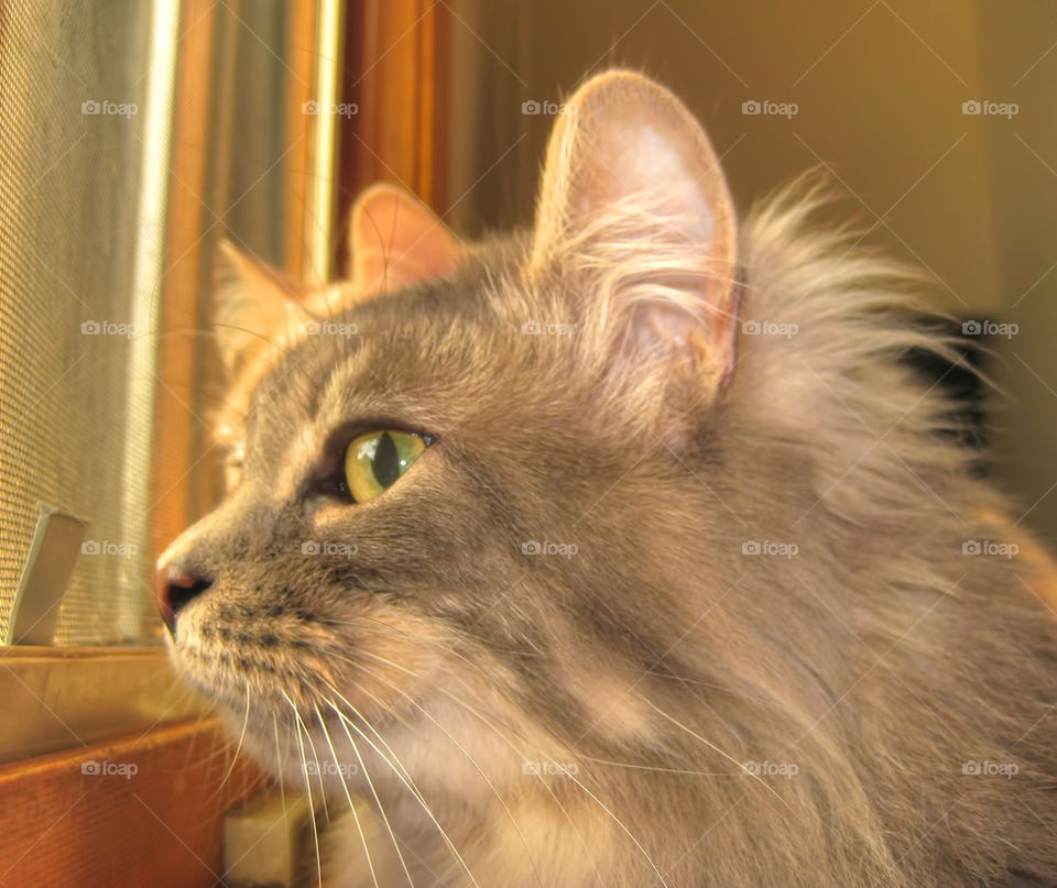 Kitten at Window