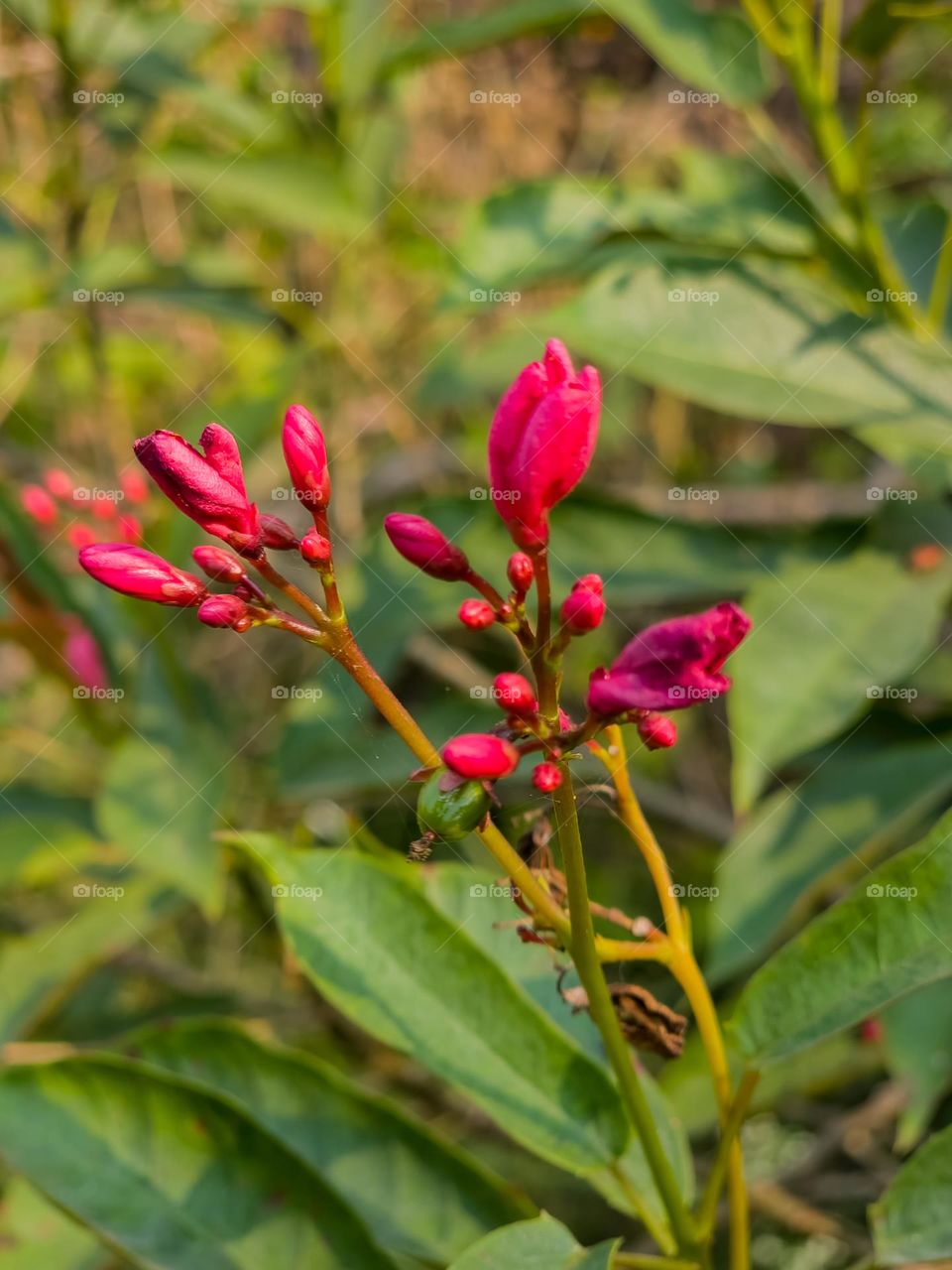 Magenta flower buds