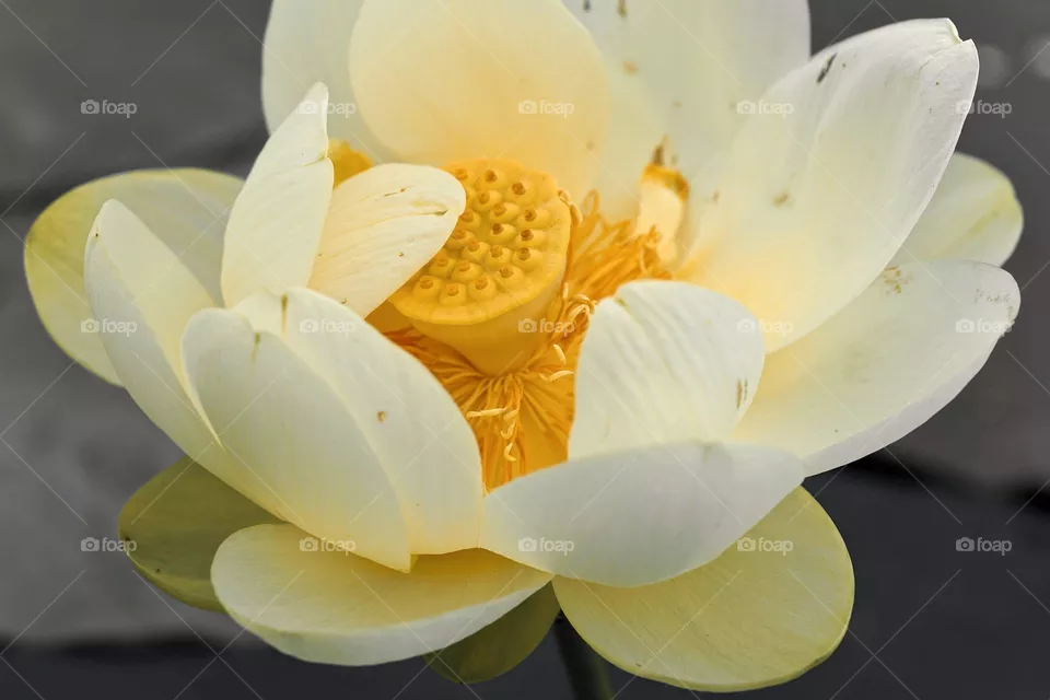 River Lily