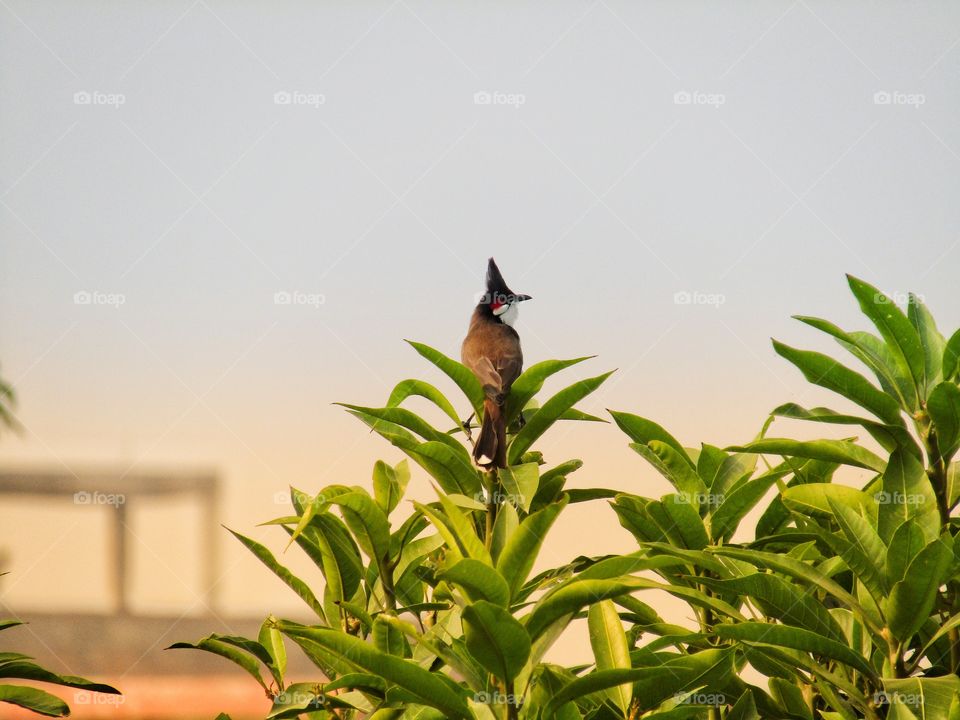 The red-whiskered bulbul  or Pycnonotus jocosus or bulbul bird or crested bulbul in India.