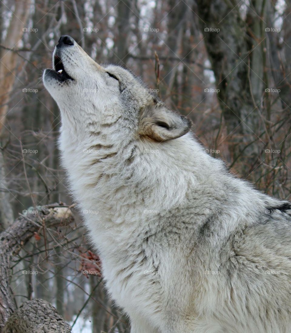 Close-up of wolf