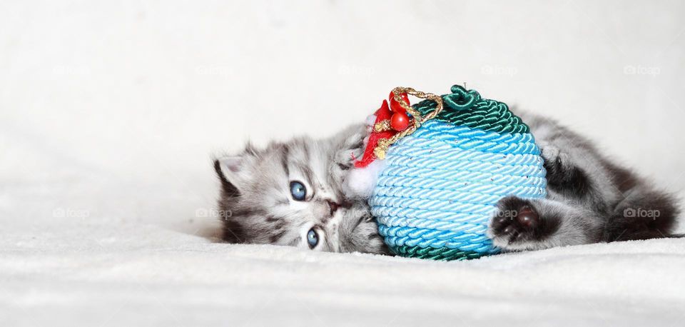 Cute baby cat  plays with a Christmas ball on a white blanket. Grey Silver version of siberian breed 