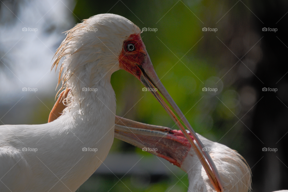 Flat beaked ibis 1