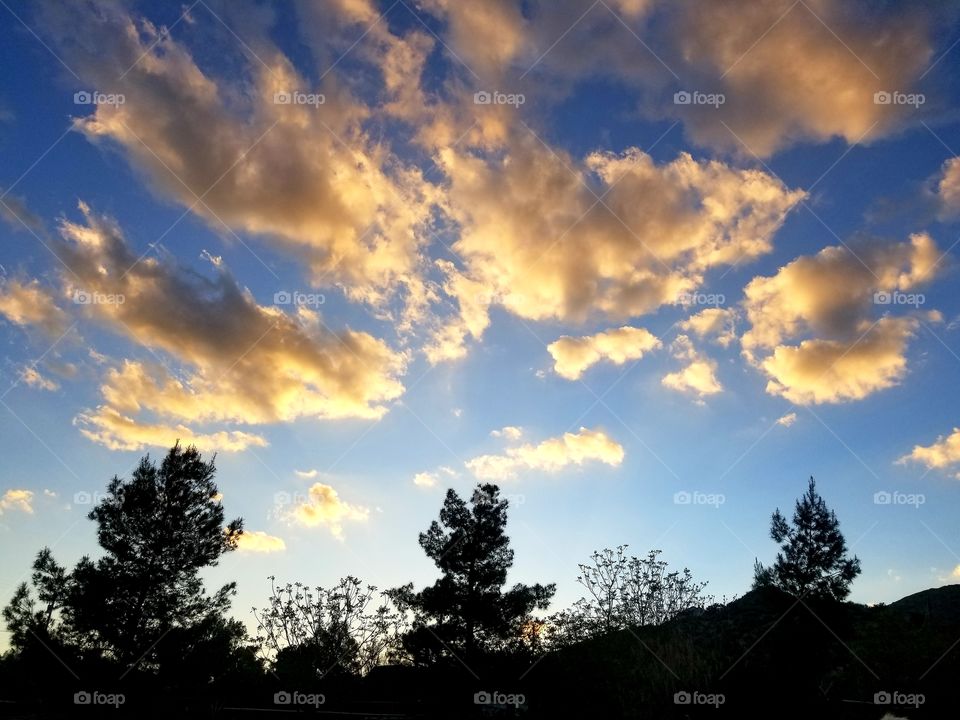 Salmon pink clouds against a blue sky with pine tree silhouettes. Dusk/Sundown.