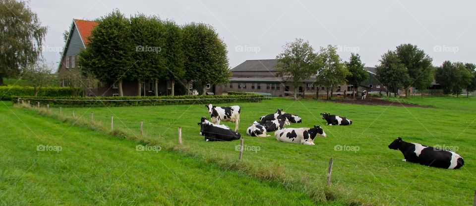 Landscape with cows