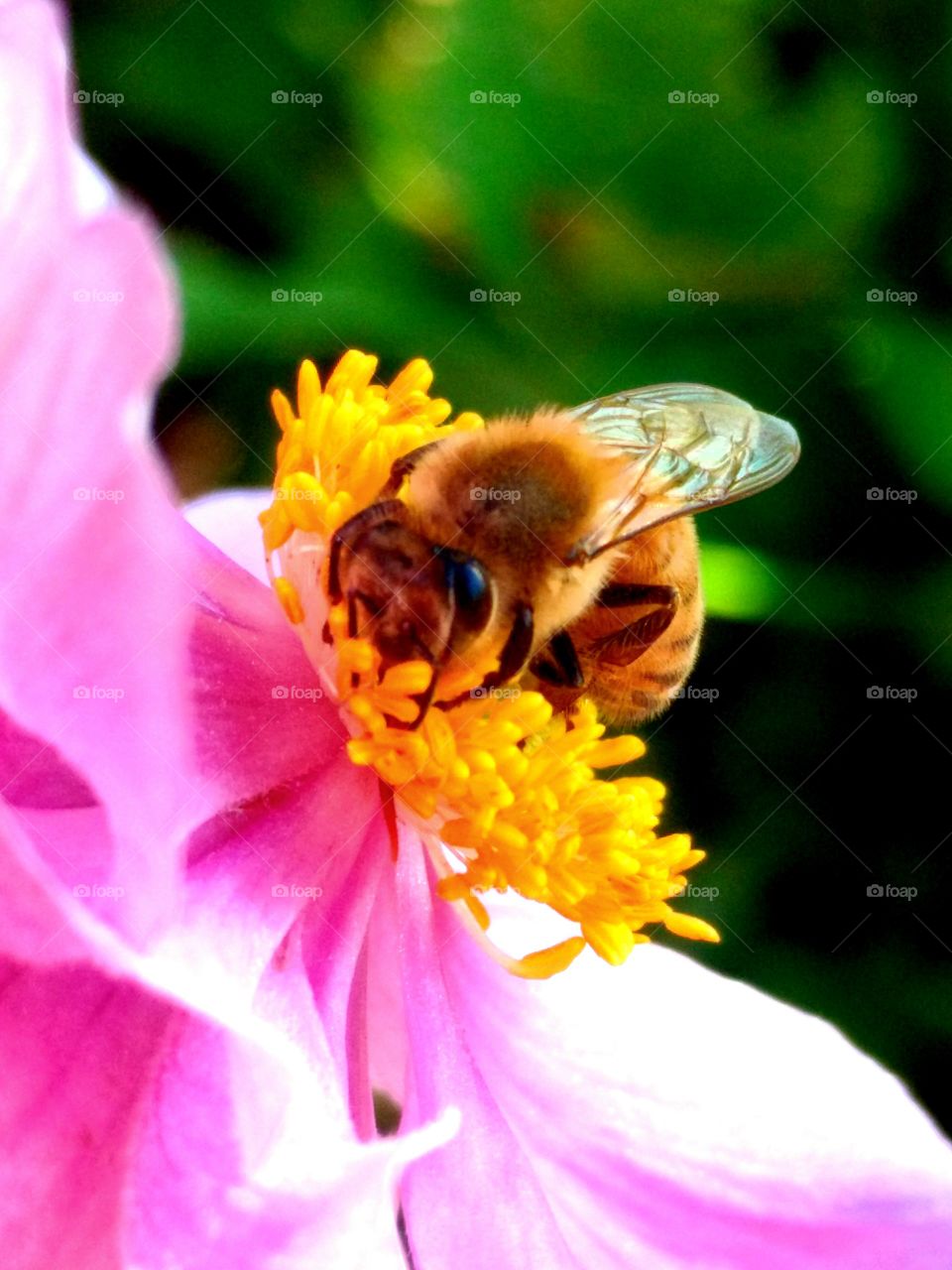 Macro shot of honey bee on flower