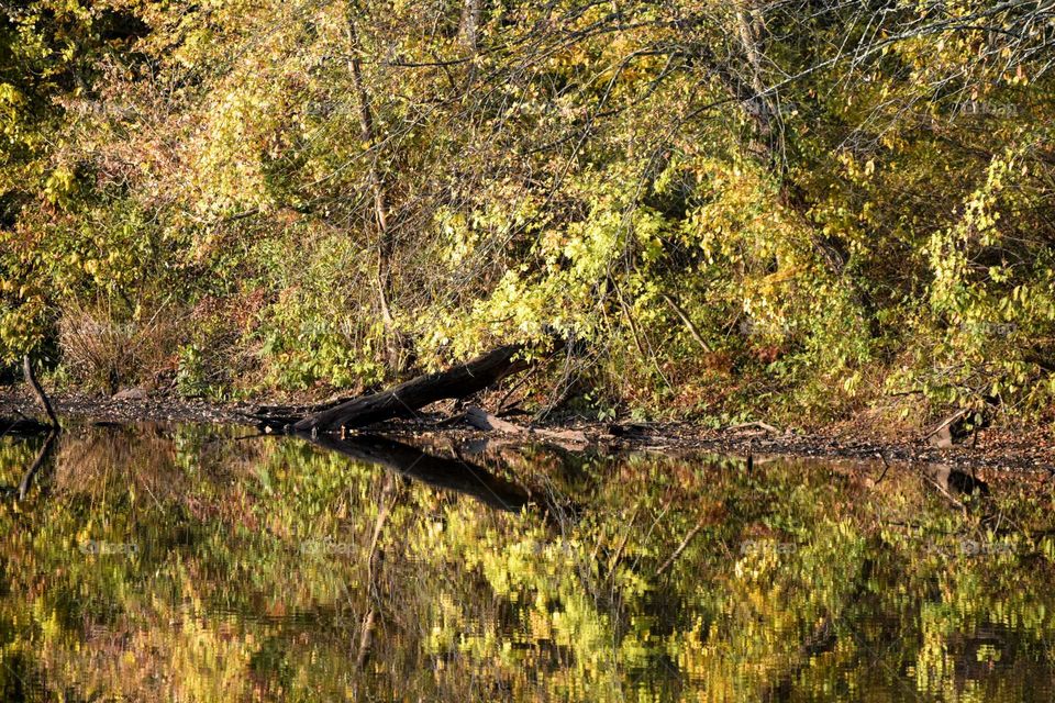 Trees reflecting on the river