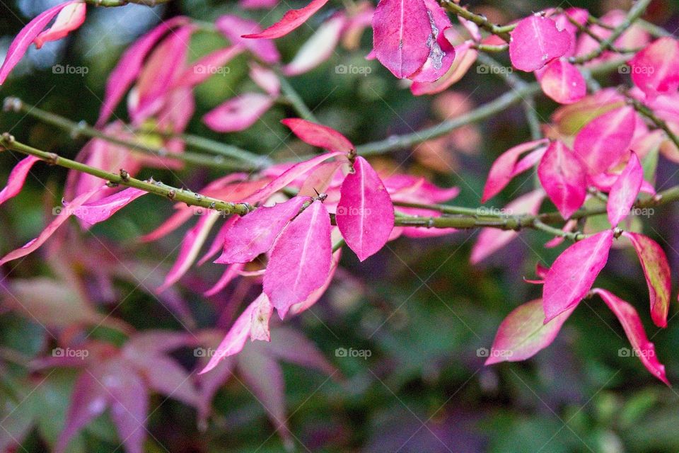 autumn tree in the park