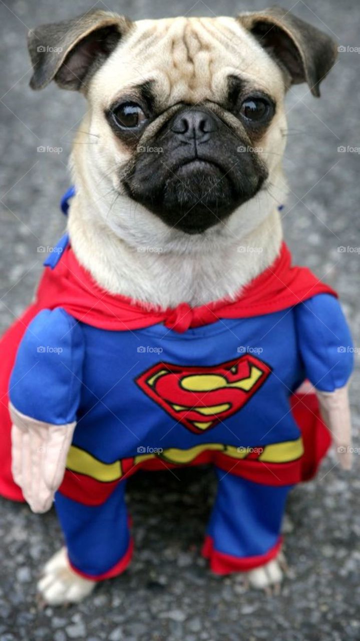 Super Dog