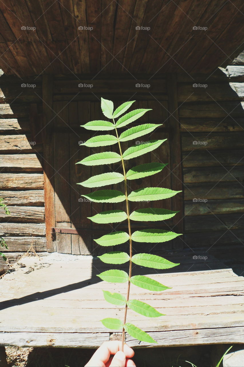 branch with green leaves on the background of wooden doors