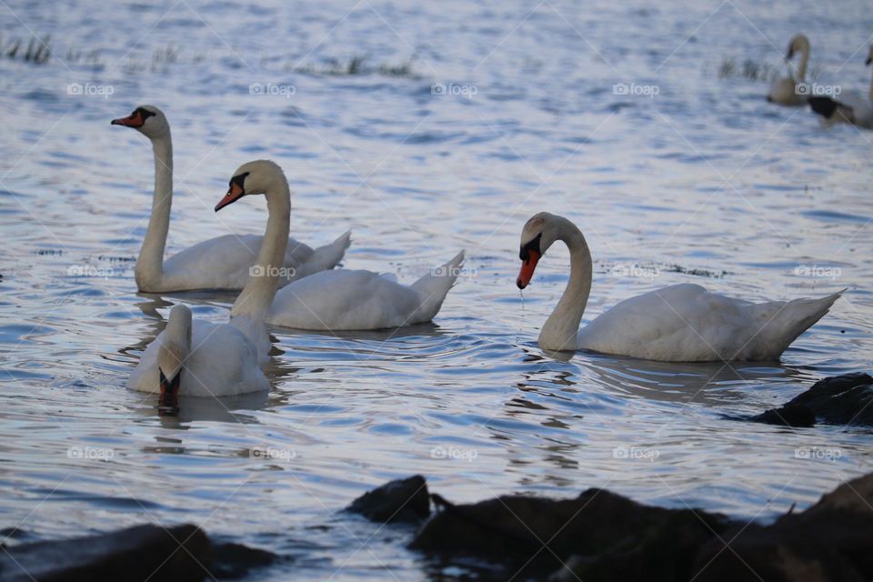 Flock of swans