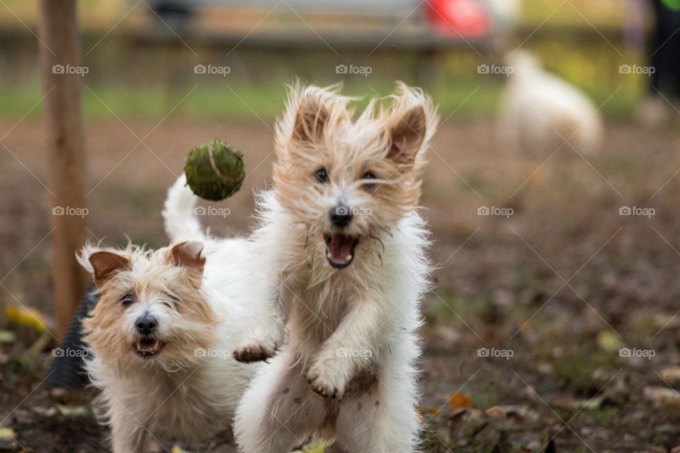 The dog playing with a ball