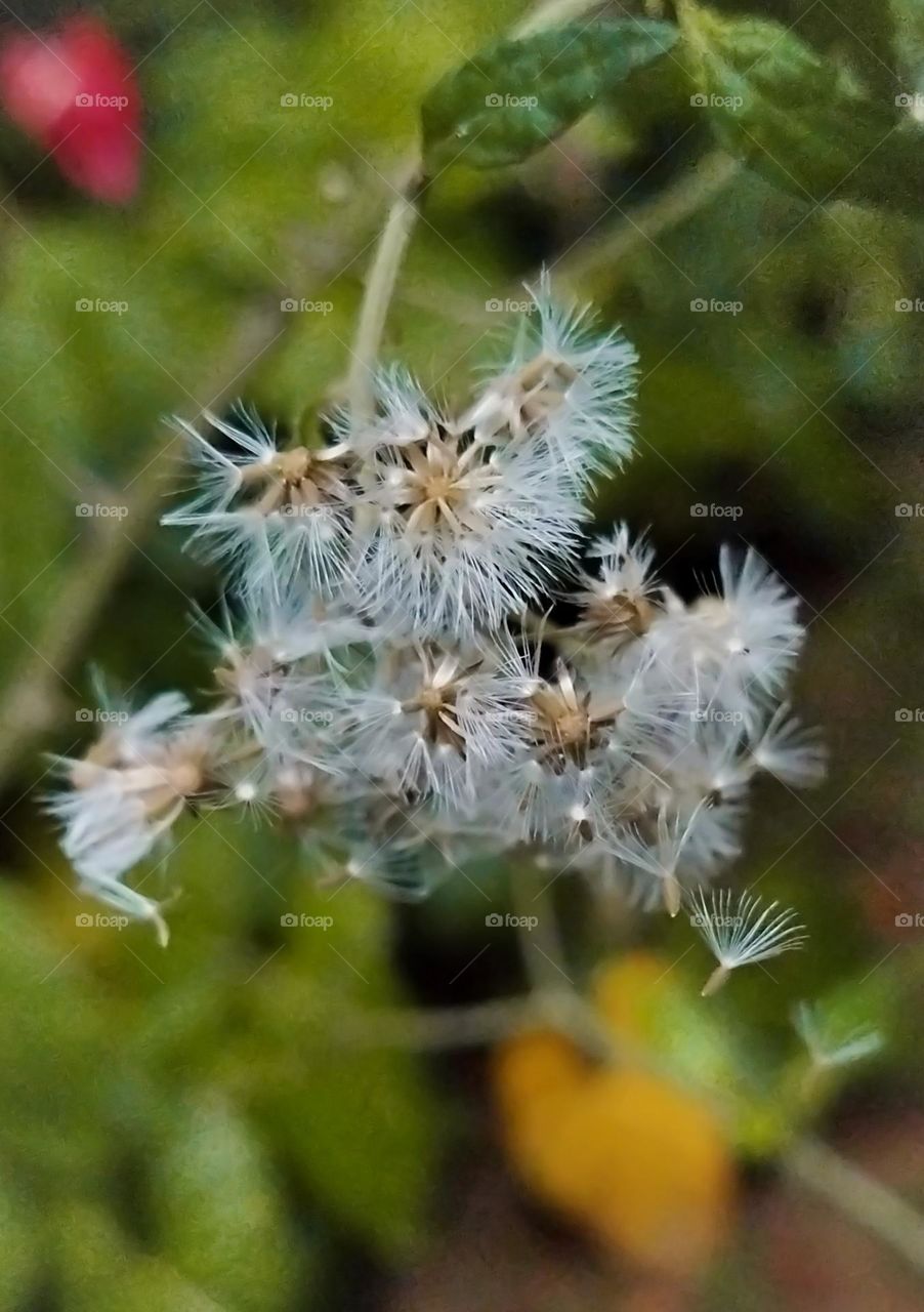 white flower( Commonly seen)..