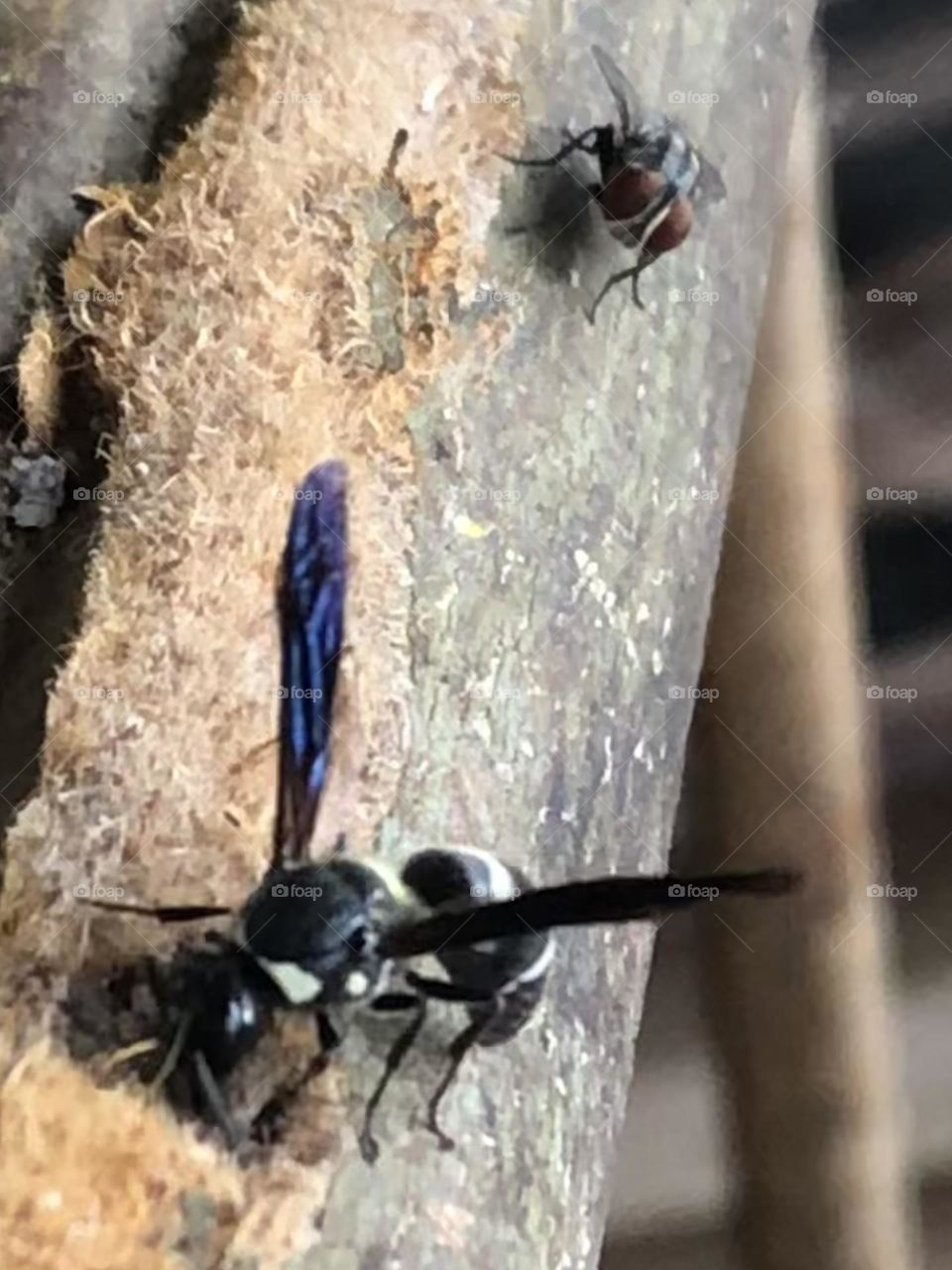 While this wasp was busy filling a hole with sand, he didn’t realize he had audience!