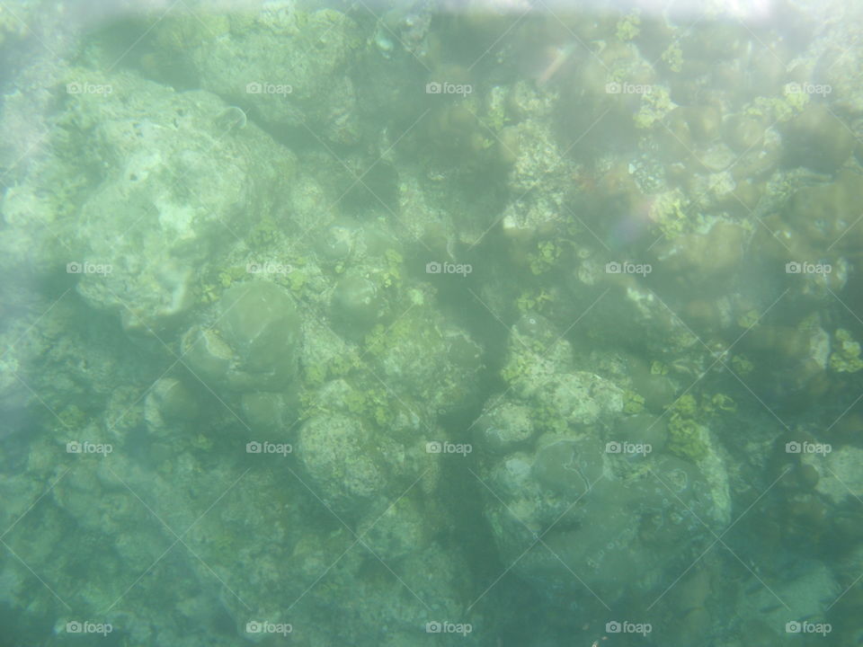 Underwater, Desktop, Sea, Ocean, Water