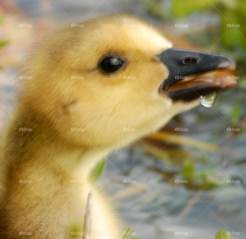 baby water animal bird by lightanddrawing