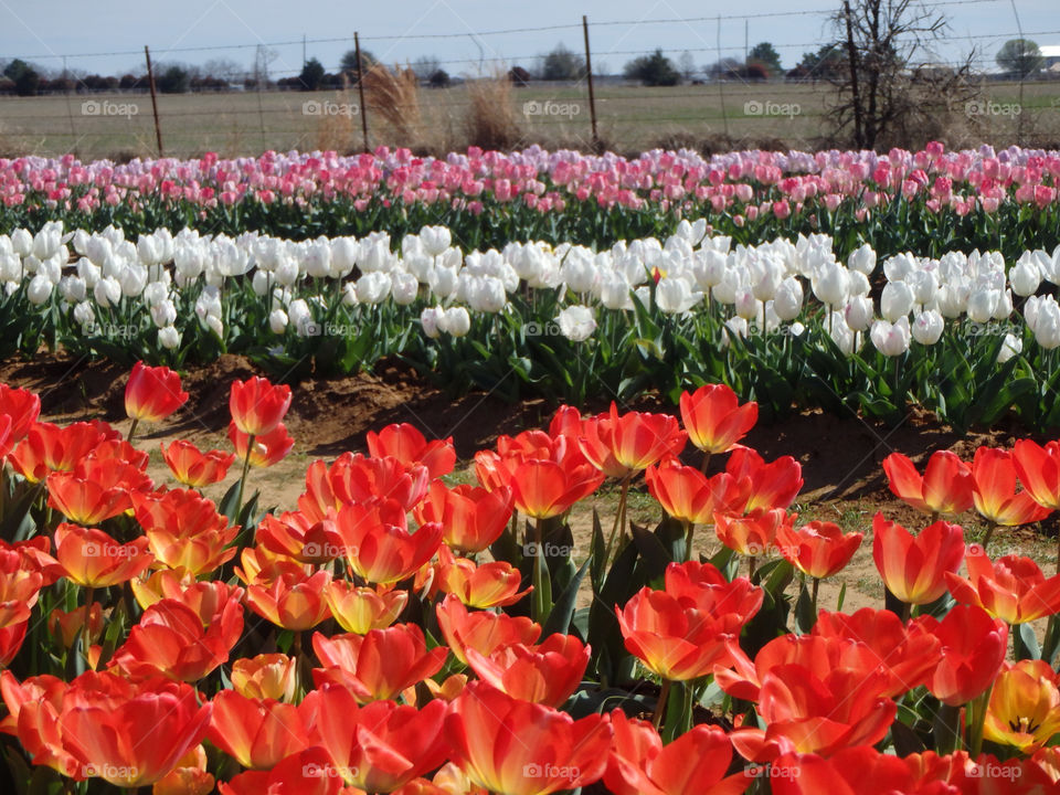 Texas Tulips