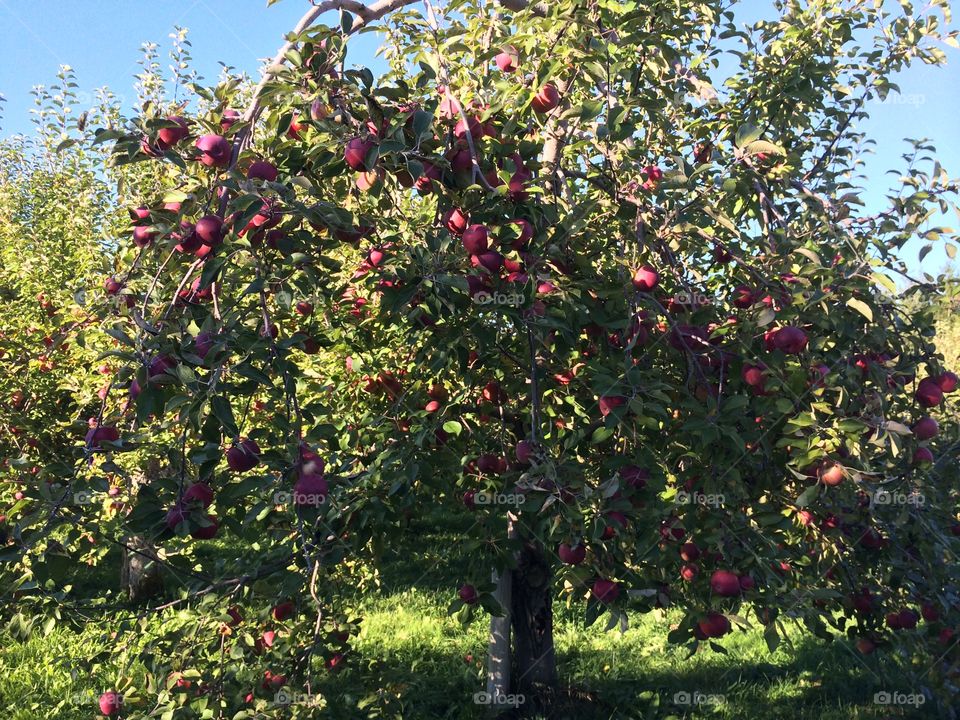 Apple tree! 
