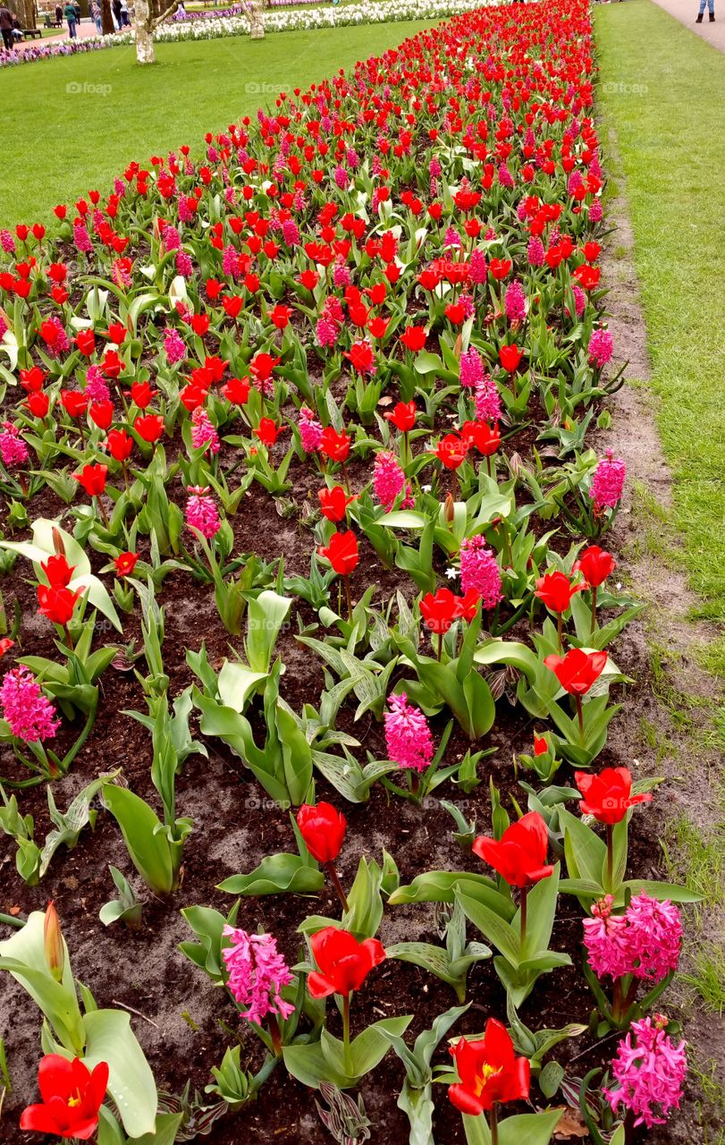 Seeing Red at the Tulip Festival Keukenhof Netherlands