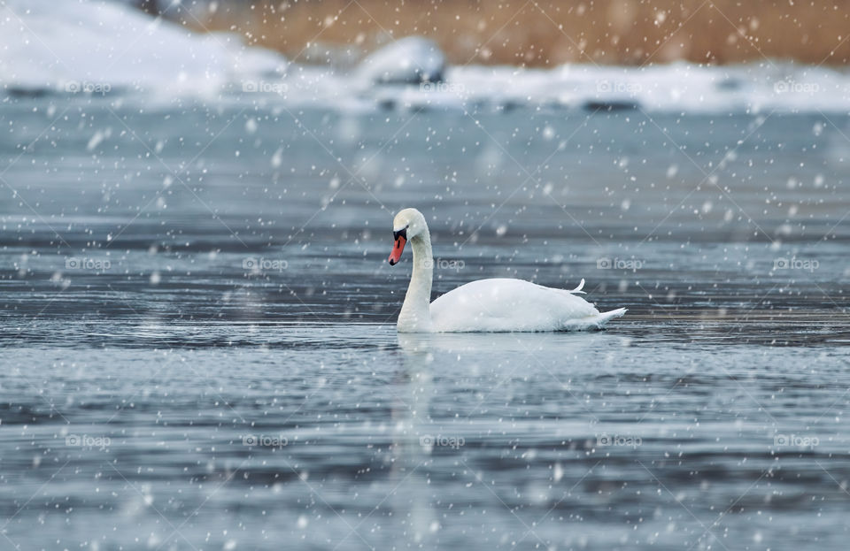 Swan swimming in the almost completely frozen Baltic Sea with snow on the ground and ice in the water (snowflakes in the air are digitally created with software).