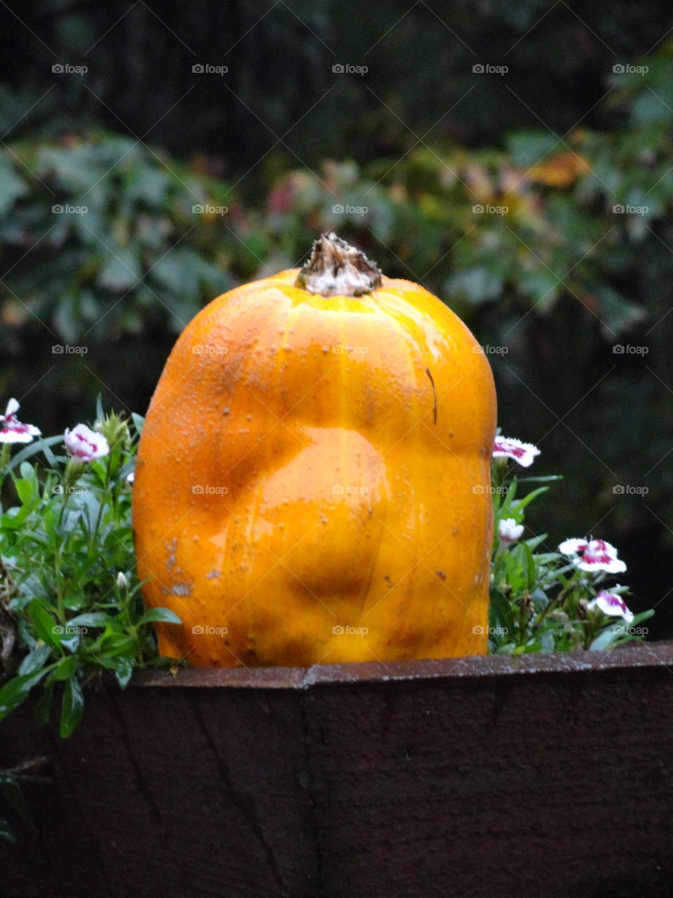 Pumpkin face in garden