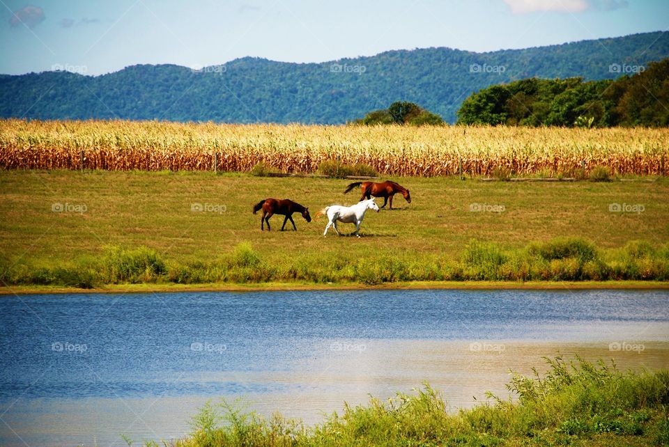 Horse walking at the grass