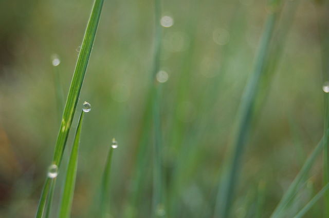 dew