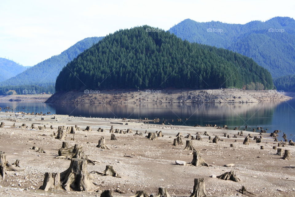 tree stumps