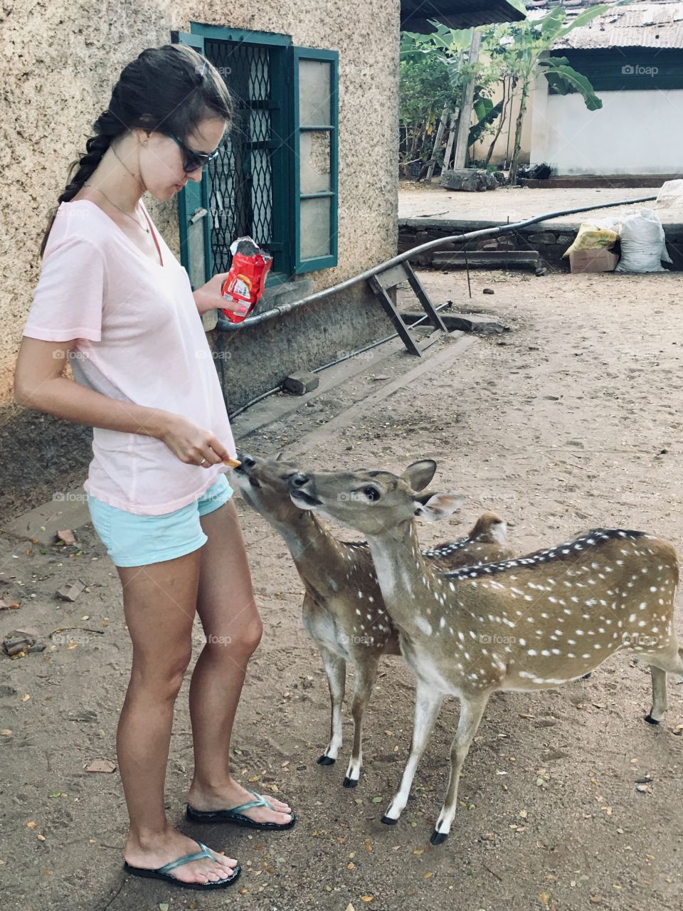 Wildlife, girl feeding deer, caring