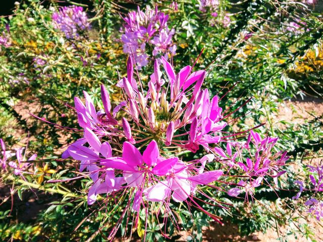 purple flower