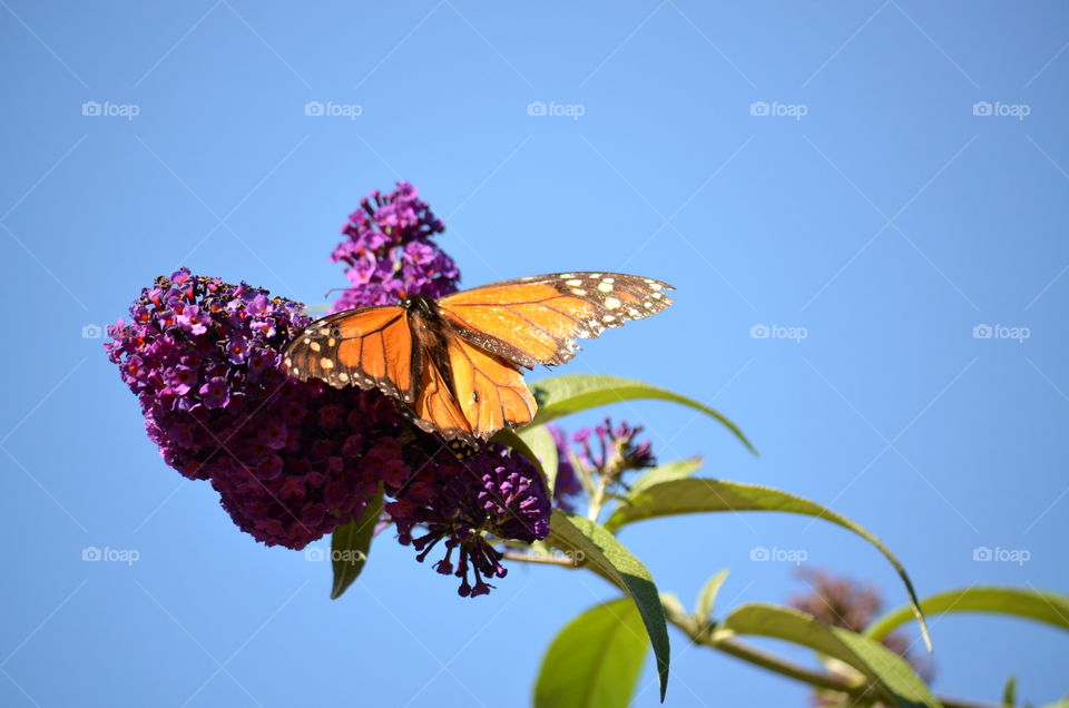 A Monarch Butterfly! 🍀