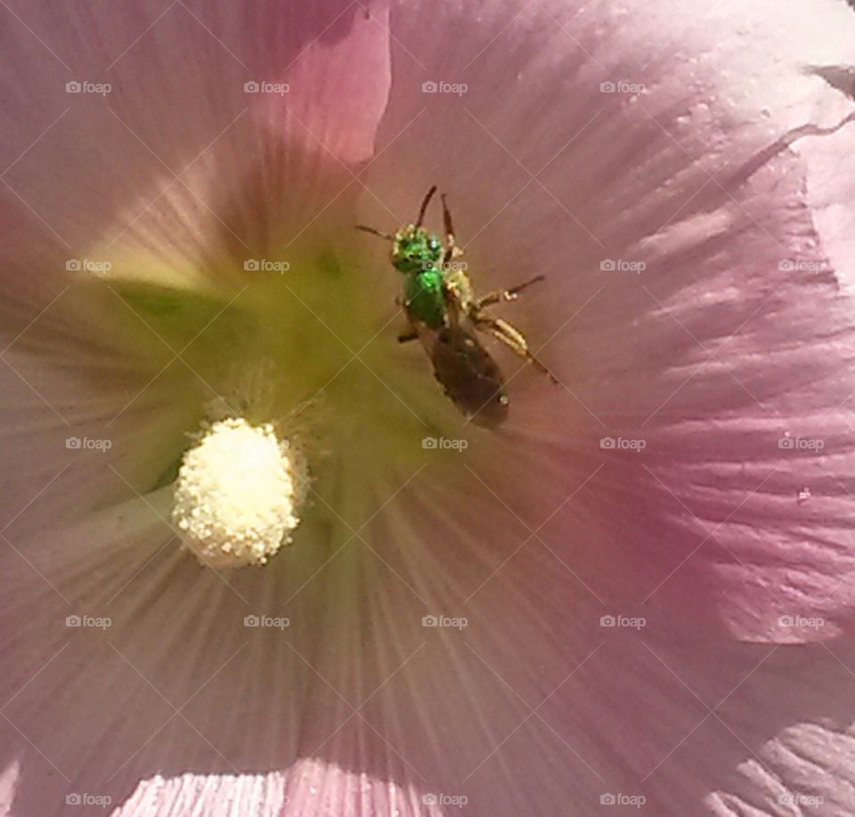 Beautiful Green Bees
