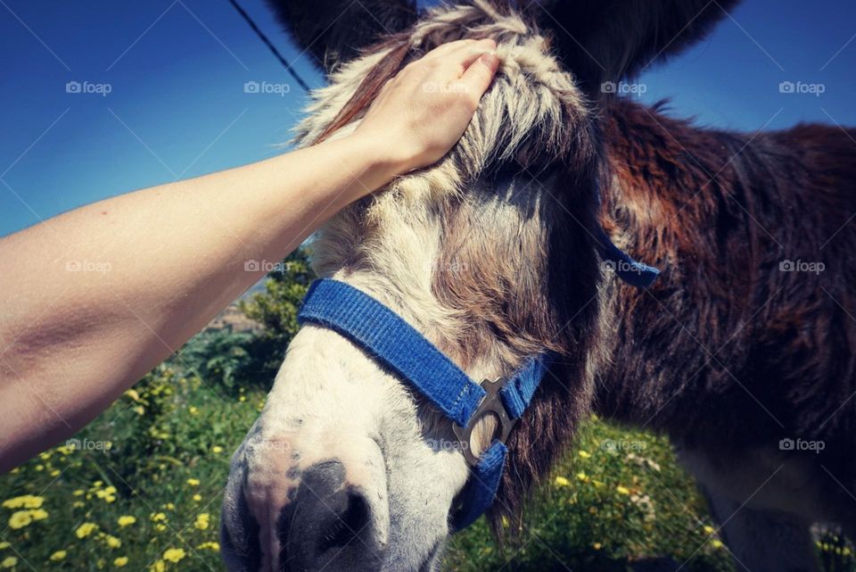 Donkey#pet#garden#animal