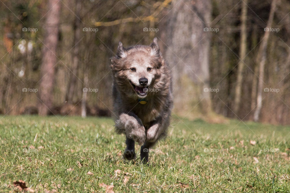 Portrait of running dog