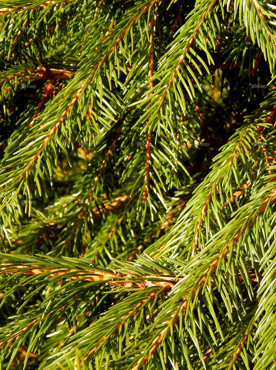 Green branches of spruce