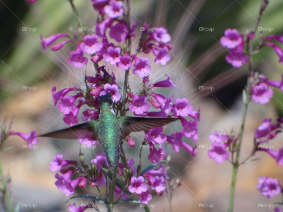 Hummingbird. Hummingbird enjoying diary blooms in Sonoran Desert Garden