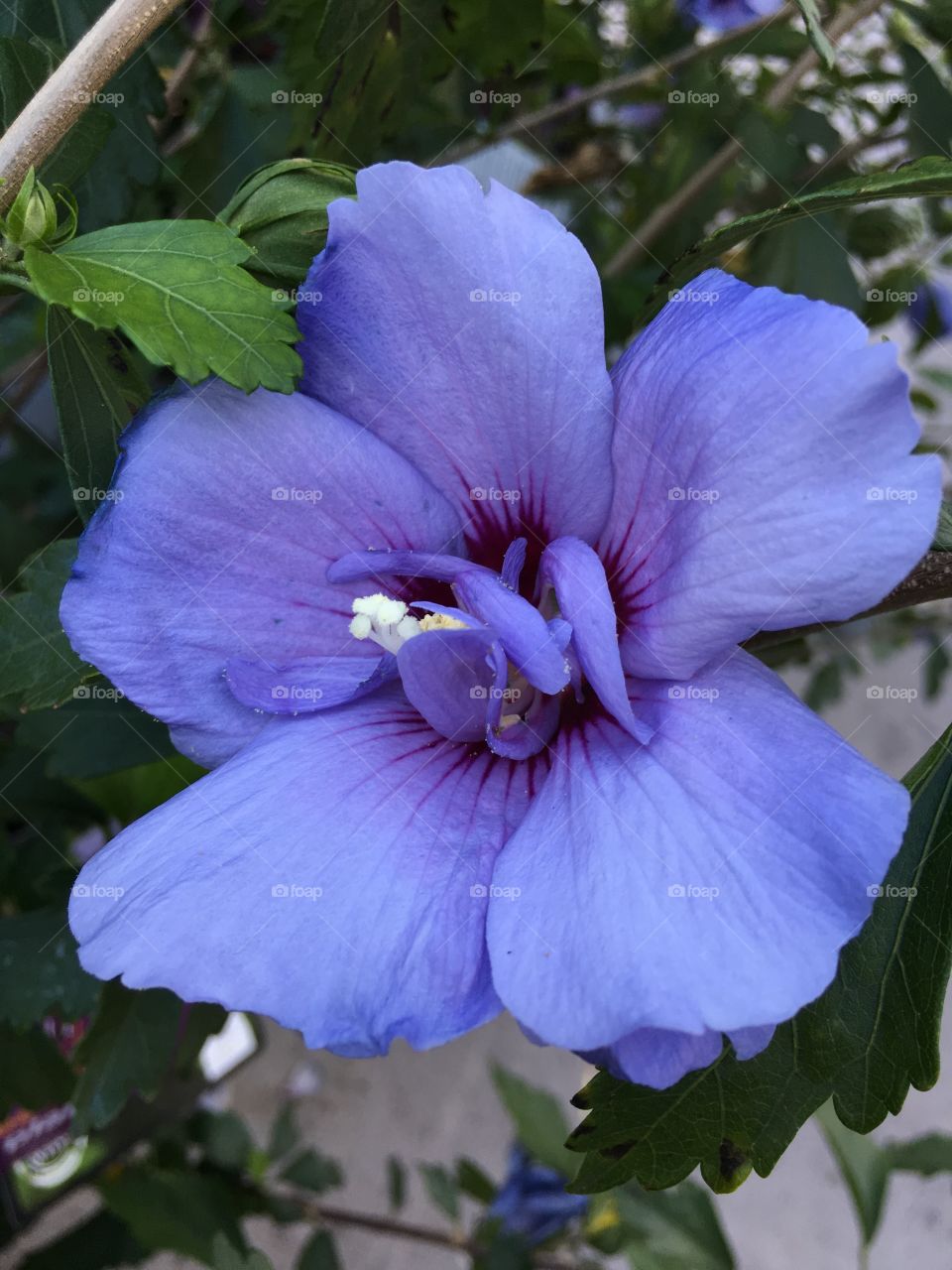 Bluish purple hibiscus 