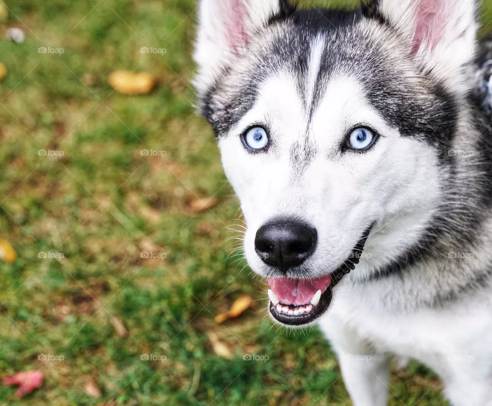 Husky dog