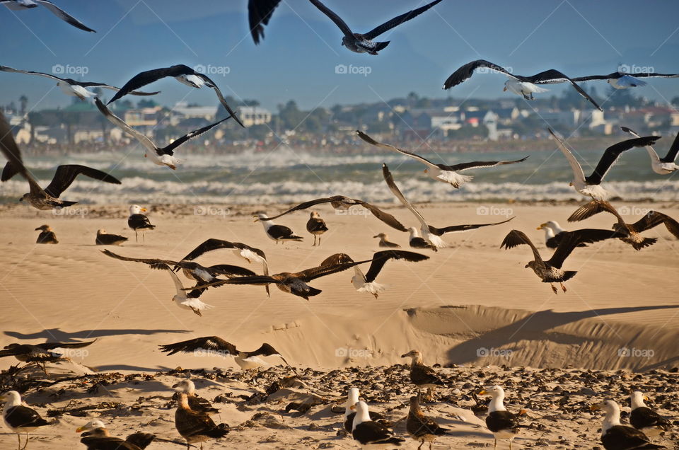 Gulls on a beach