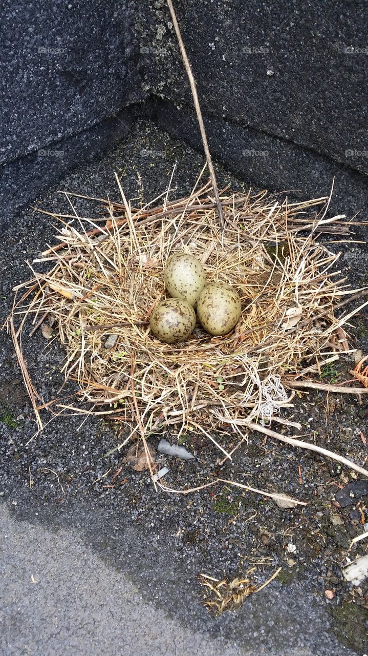 seagull nest with eggs