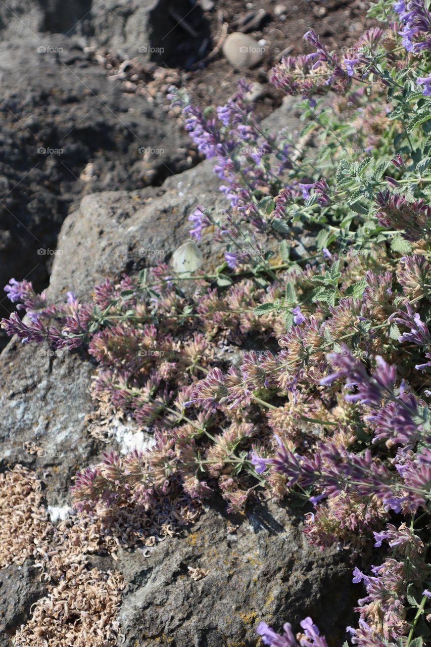 Lavender in the rockery