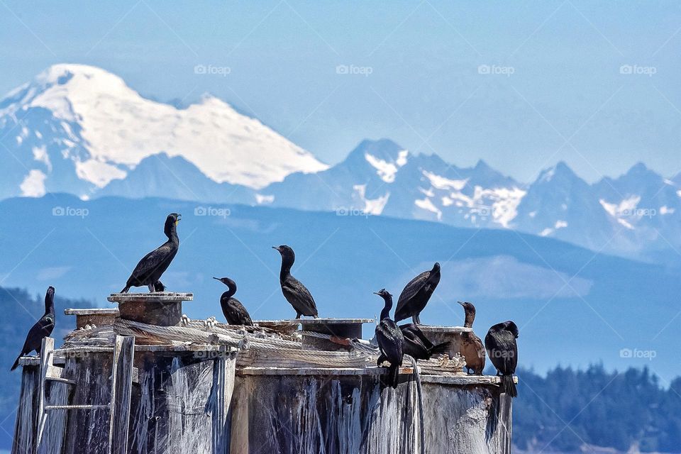 Flock of cormorants