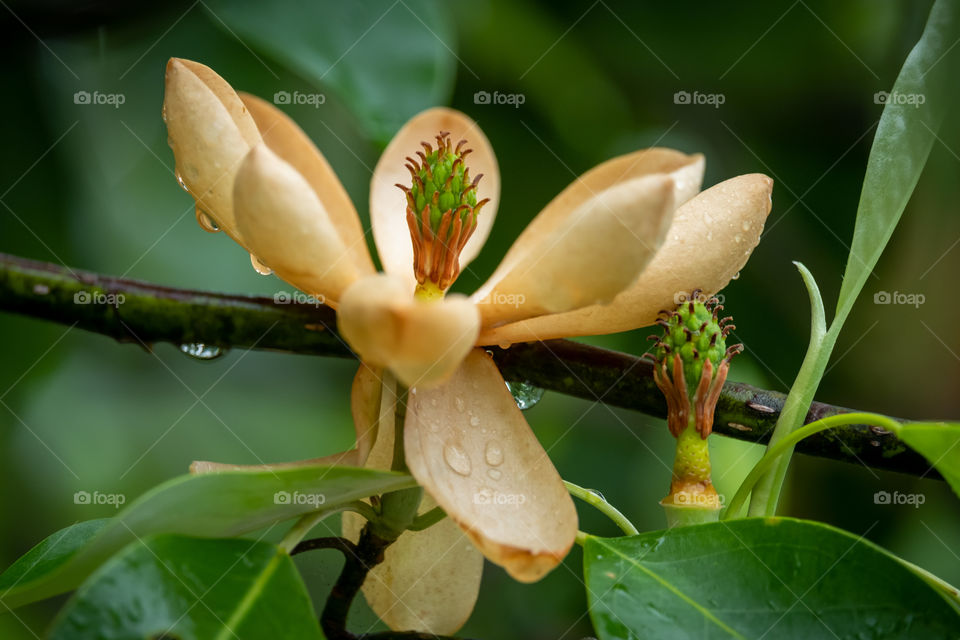 A delicate bloom of a sweetbay magnolia begins to fall apart in the rain in beautiful fashion. 