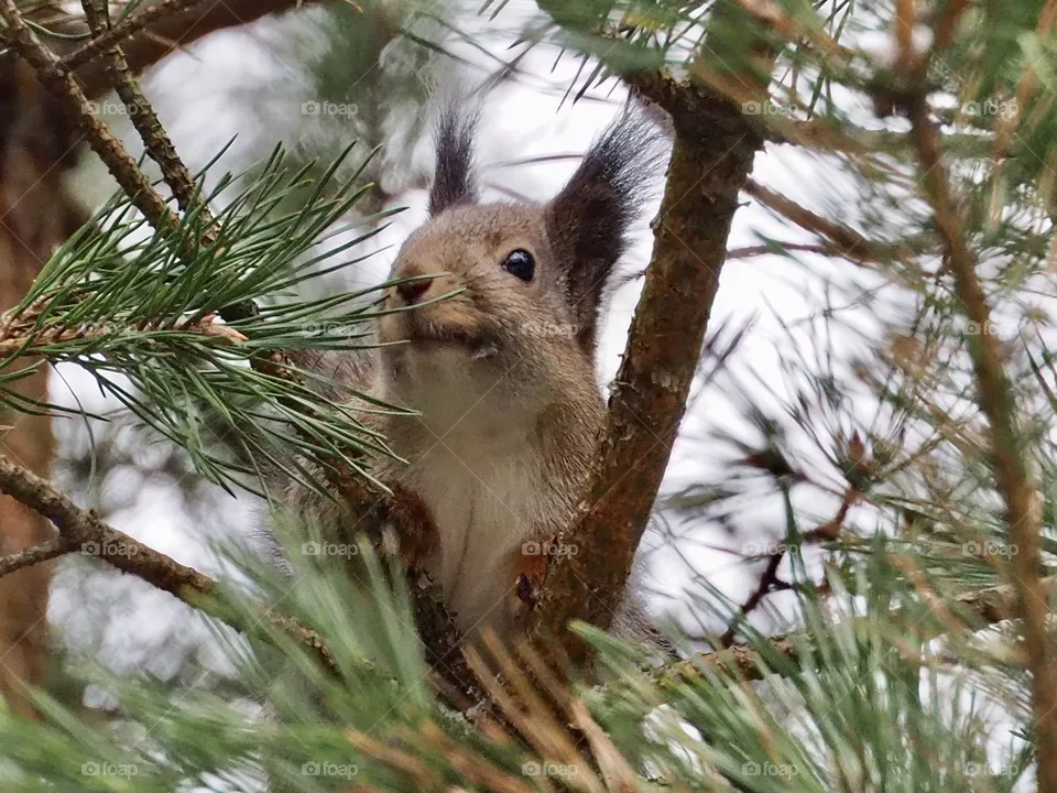 Squirrel