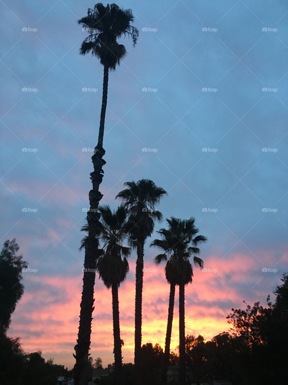 Sunrise palm trees 