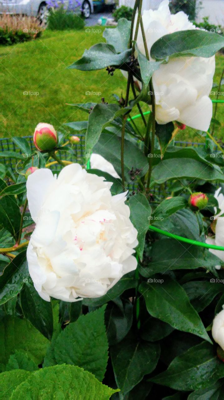 Flower, Leaf, Nature, Flora, Rose