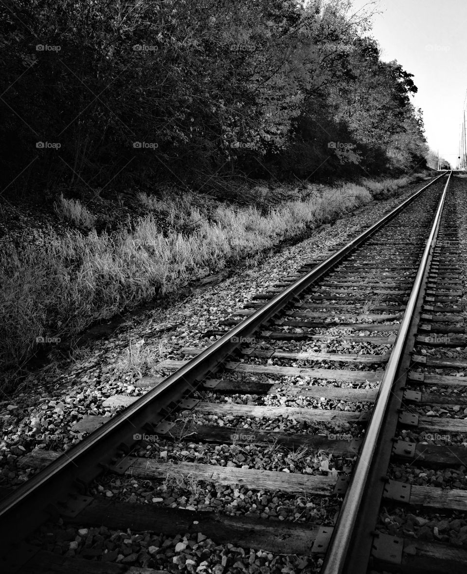 Trees along the railroad