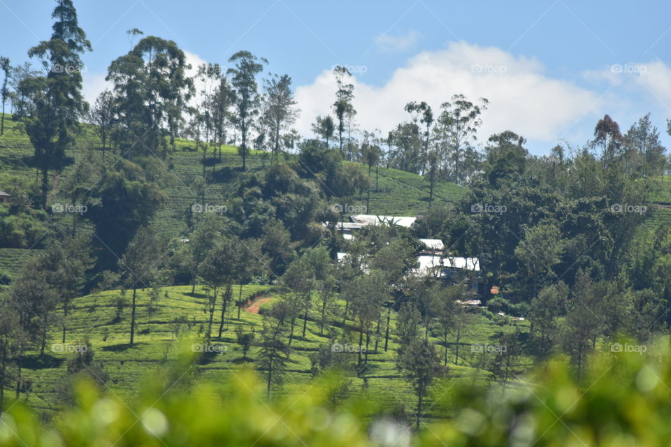 Tea Estate with line homes around the corner