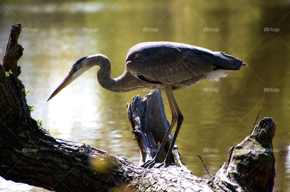 Blue Heron